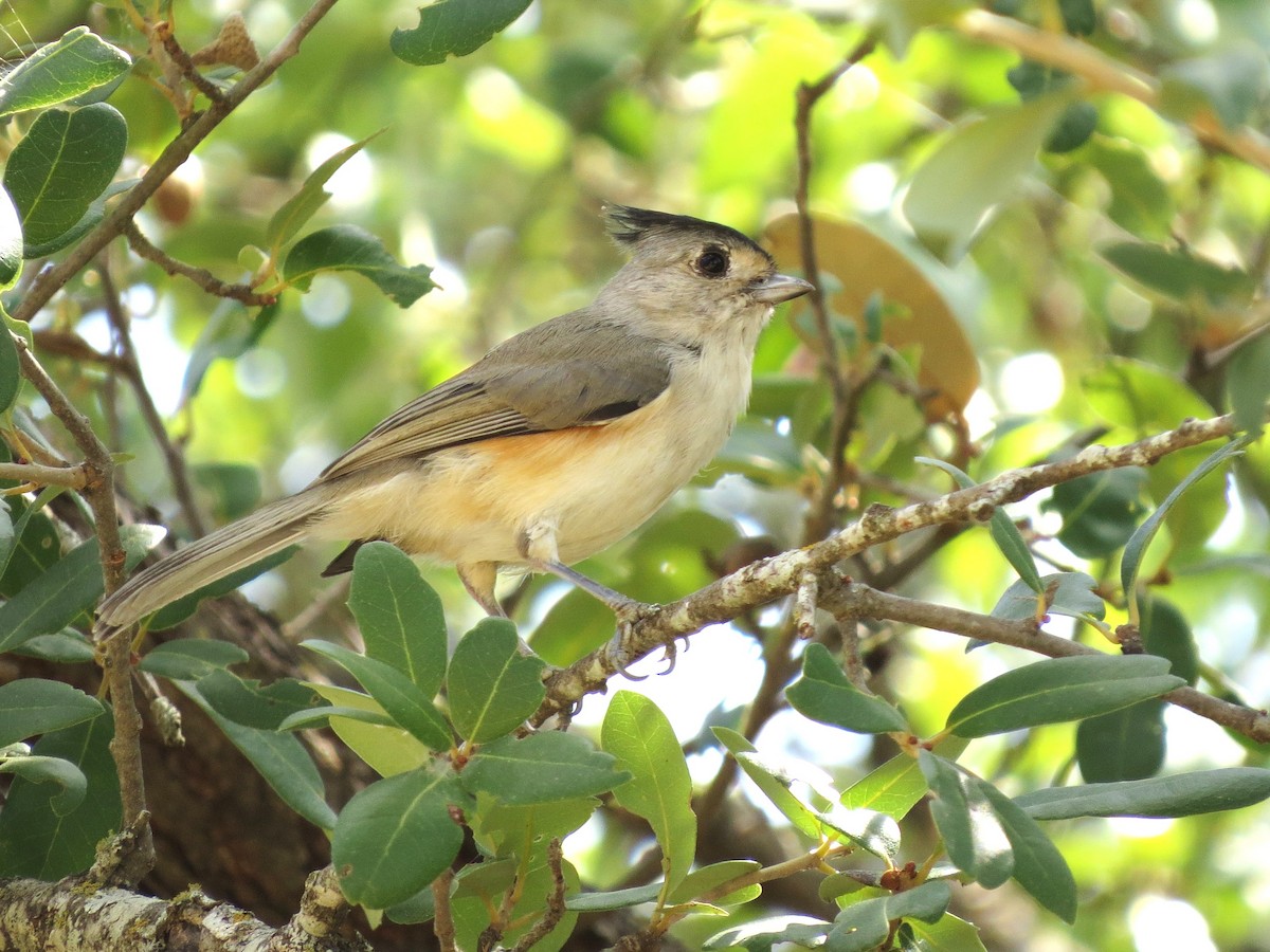 Black-crested Titmouse - ML642877057