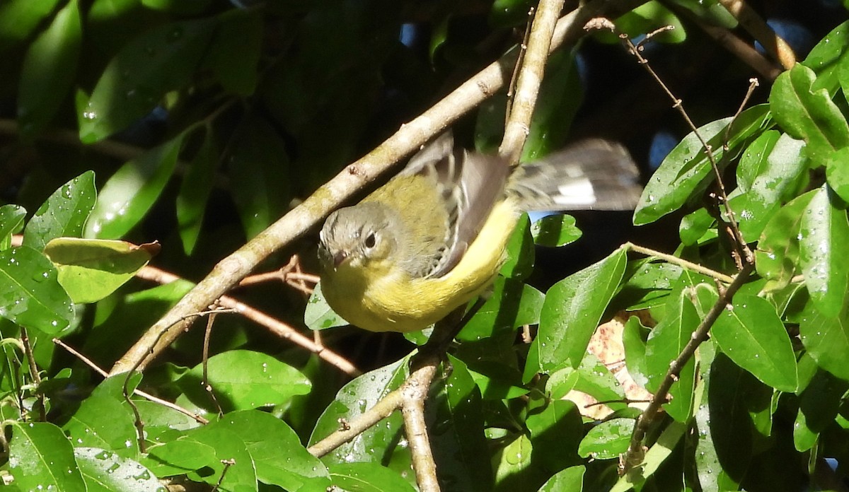 Magnolia Warbler - ML642877060