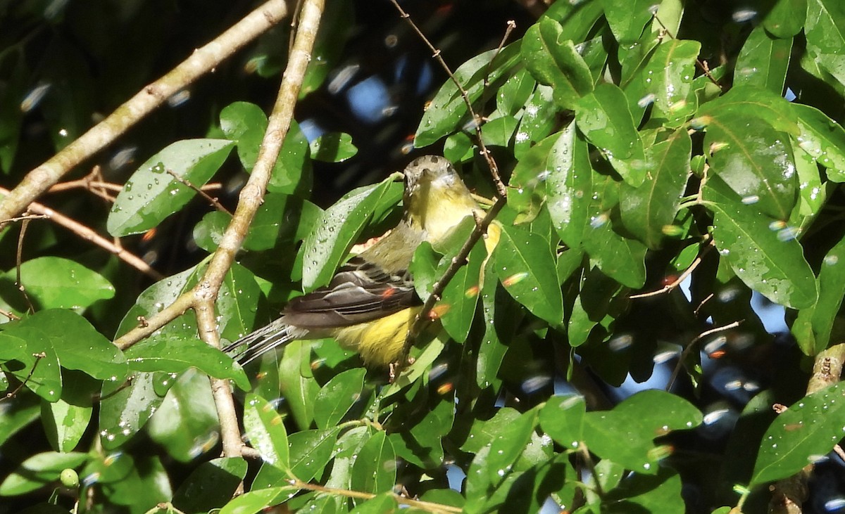Magnolia Warbler - ML642877061