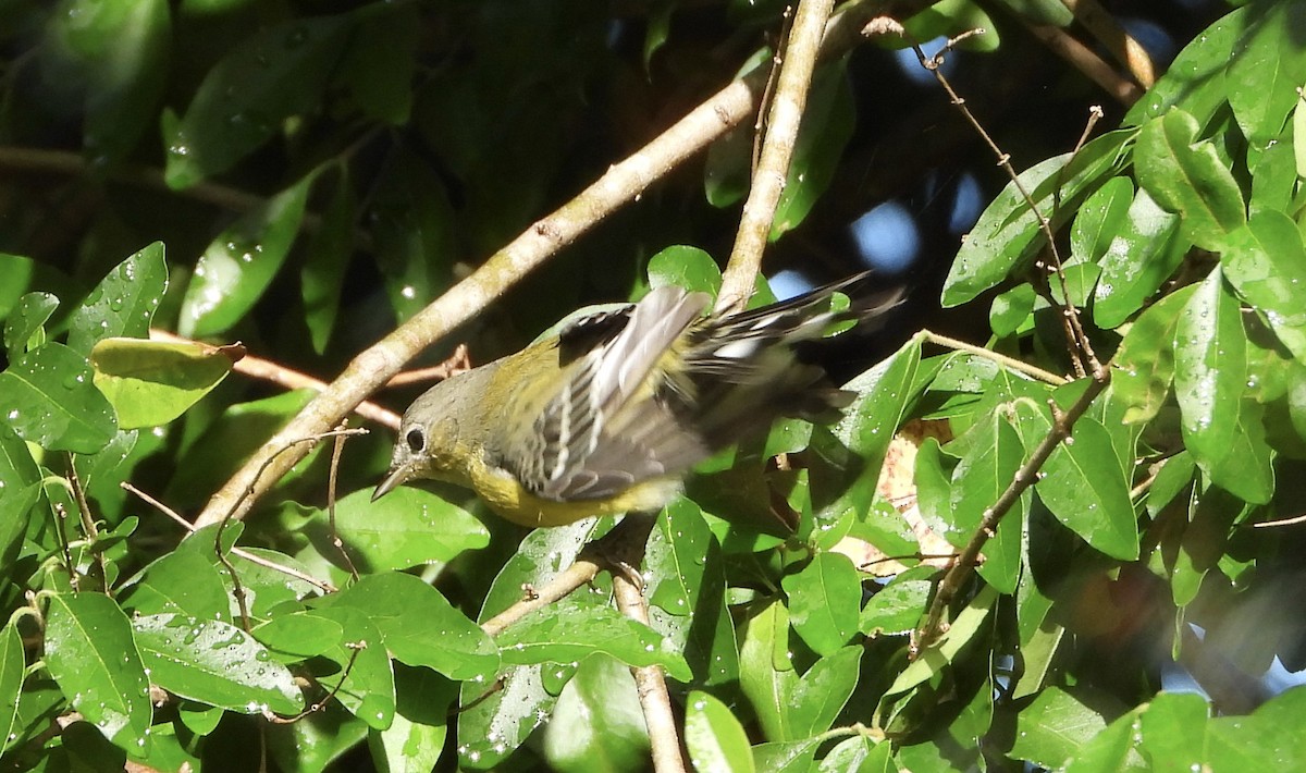 Magnolia Warbler - ML642877062