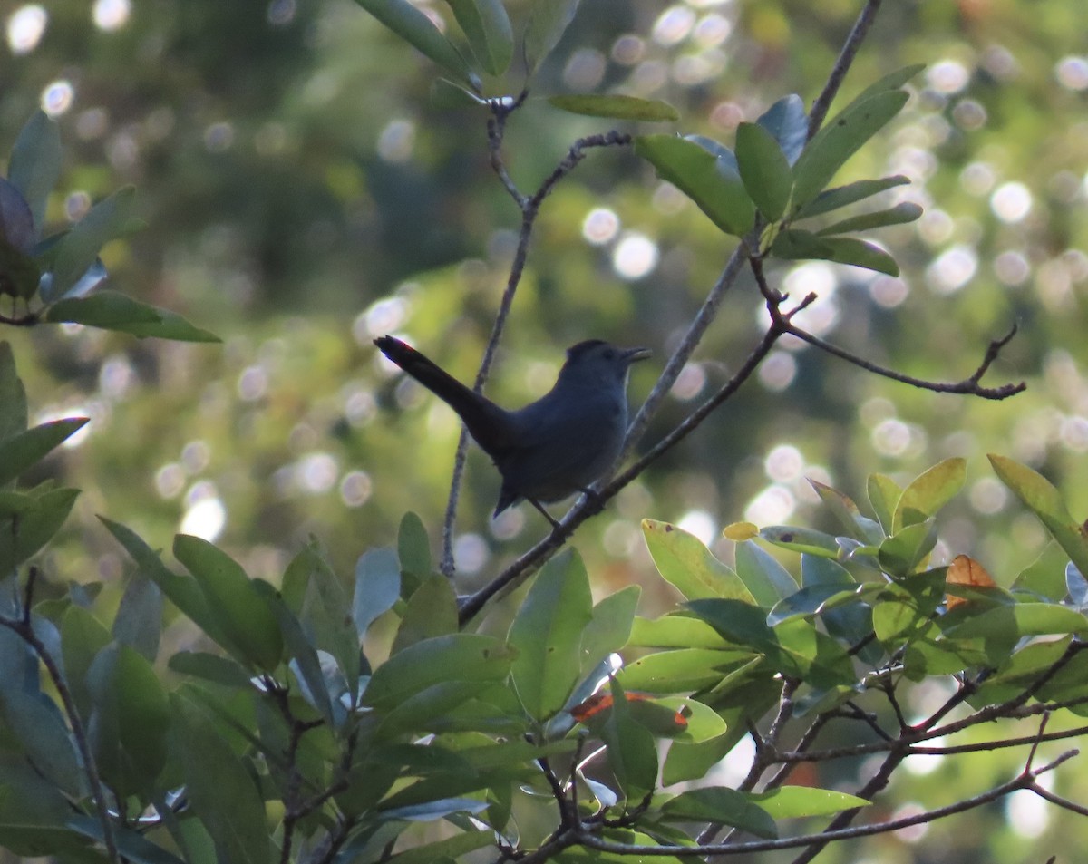 Gray Catbird - ML642877072