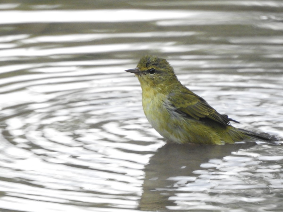Tennessee Warbler - ML642877079