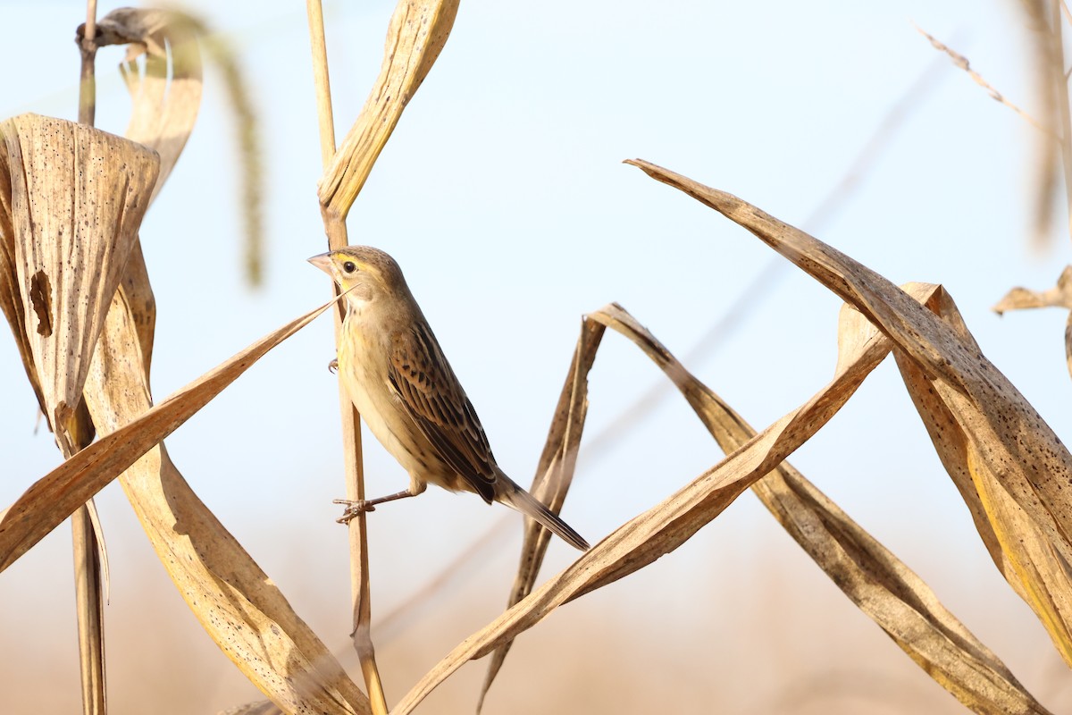 Dickcissel - ML642877080