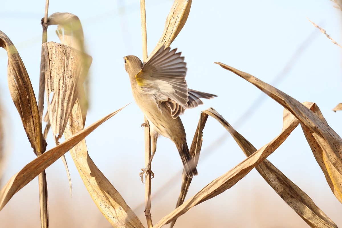 Dickcissel - ML642877081