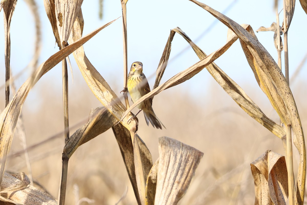 Dickcissel - ML642877082