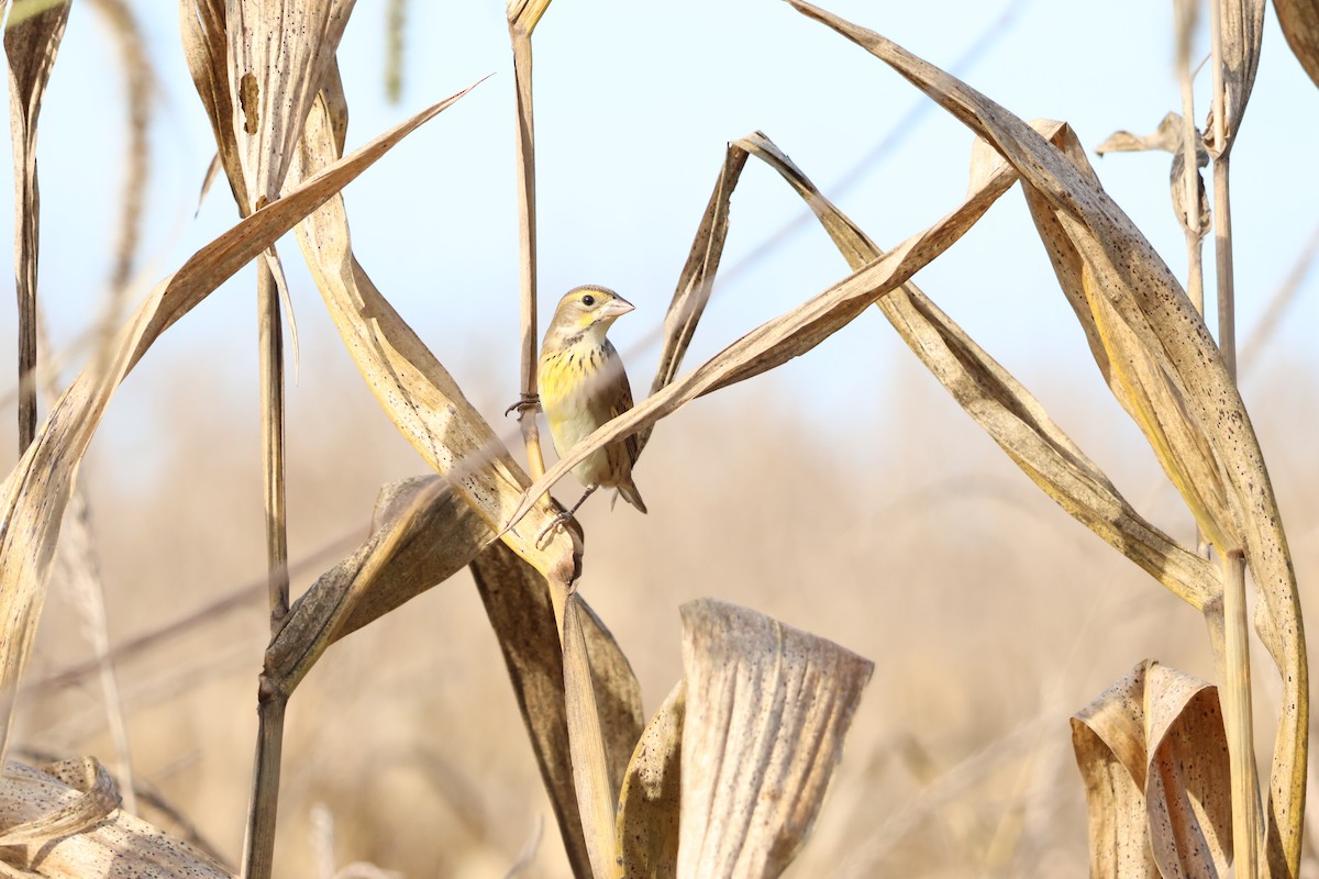 Dickcissel - ML642877083