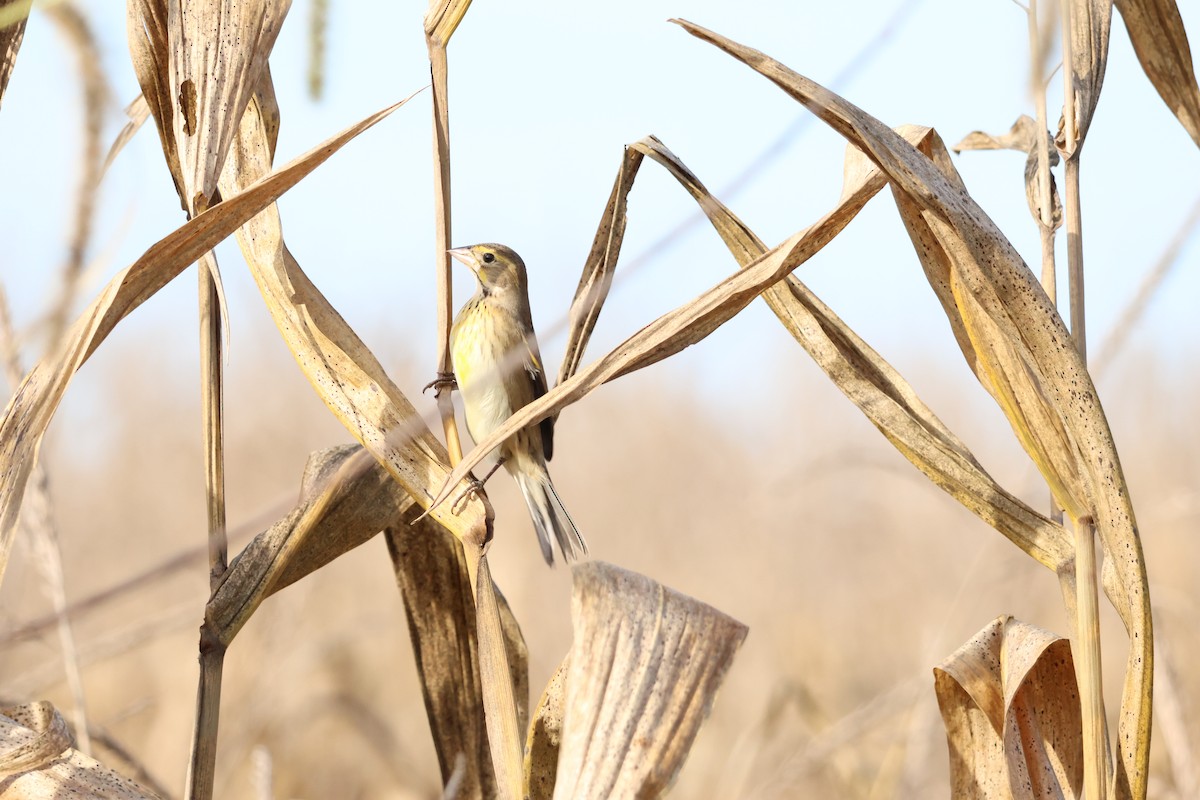 Dickcissel - ML642877084