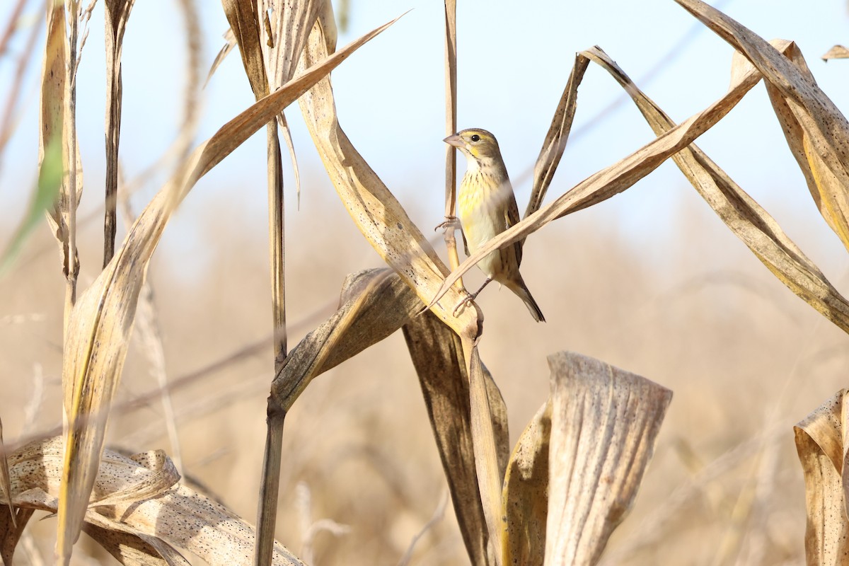 Dickcissel - ML642877085