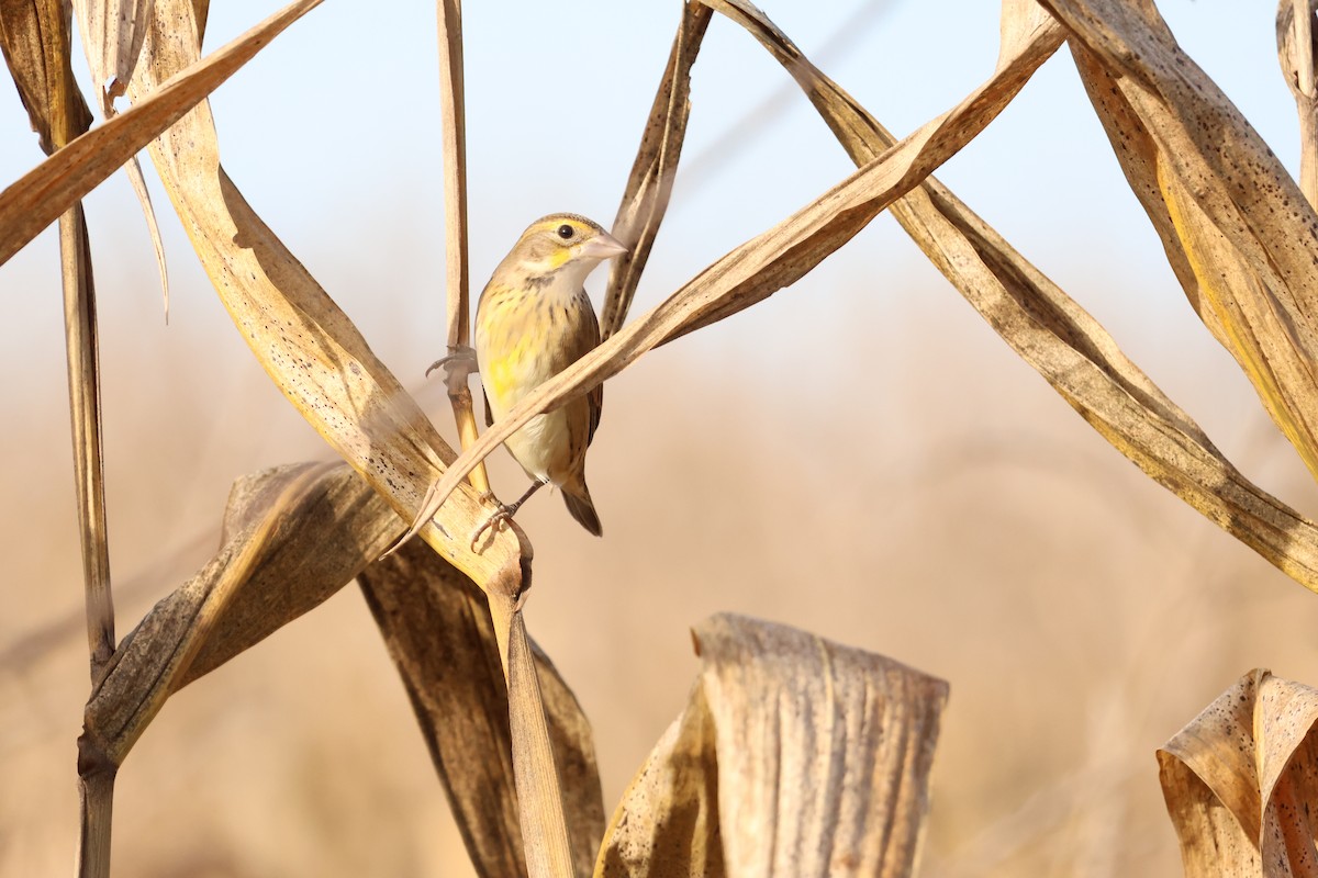Dickcissel - ML642877086