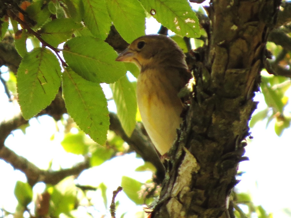 Dickcissel - ML642877114