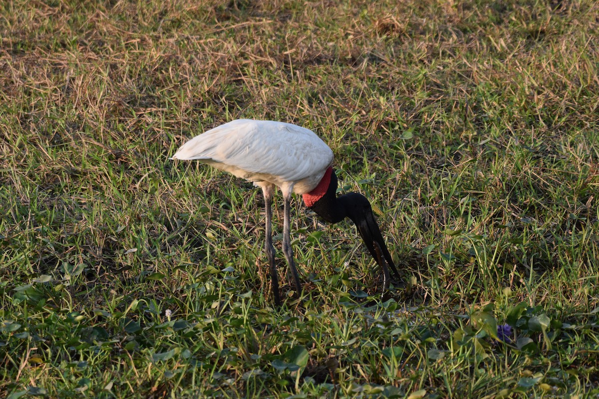 Jabiru - ML642877121