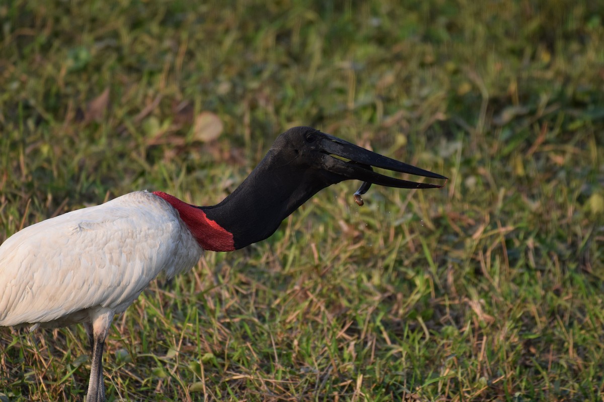 Jabiru - ML642877122