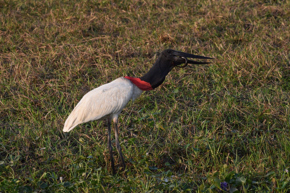 Jabiru - ML642877123