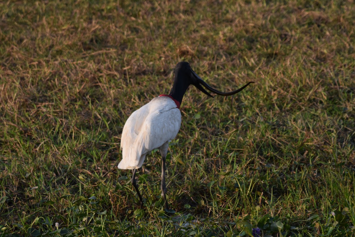 Jabiru - ML642877124