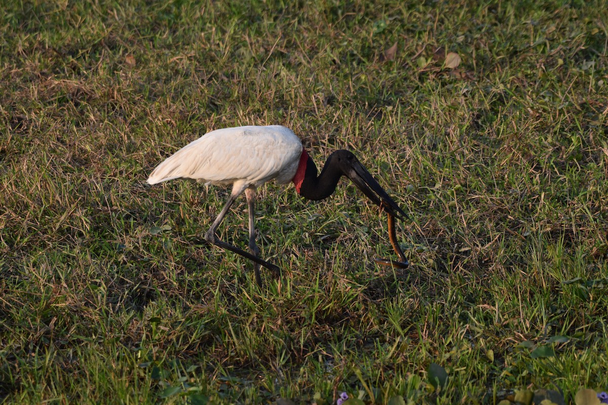 Jabiru - ML642877125