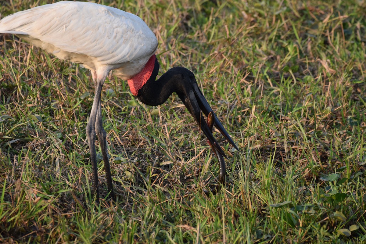 Jabiru - ML642877126