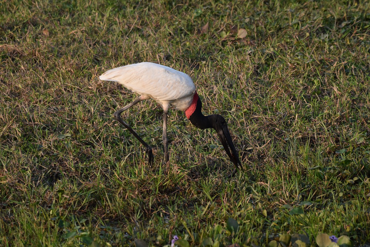 Jabiru - ML642877128