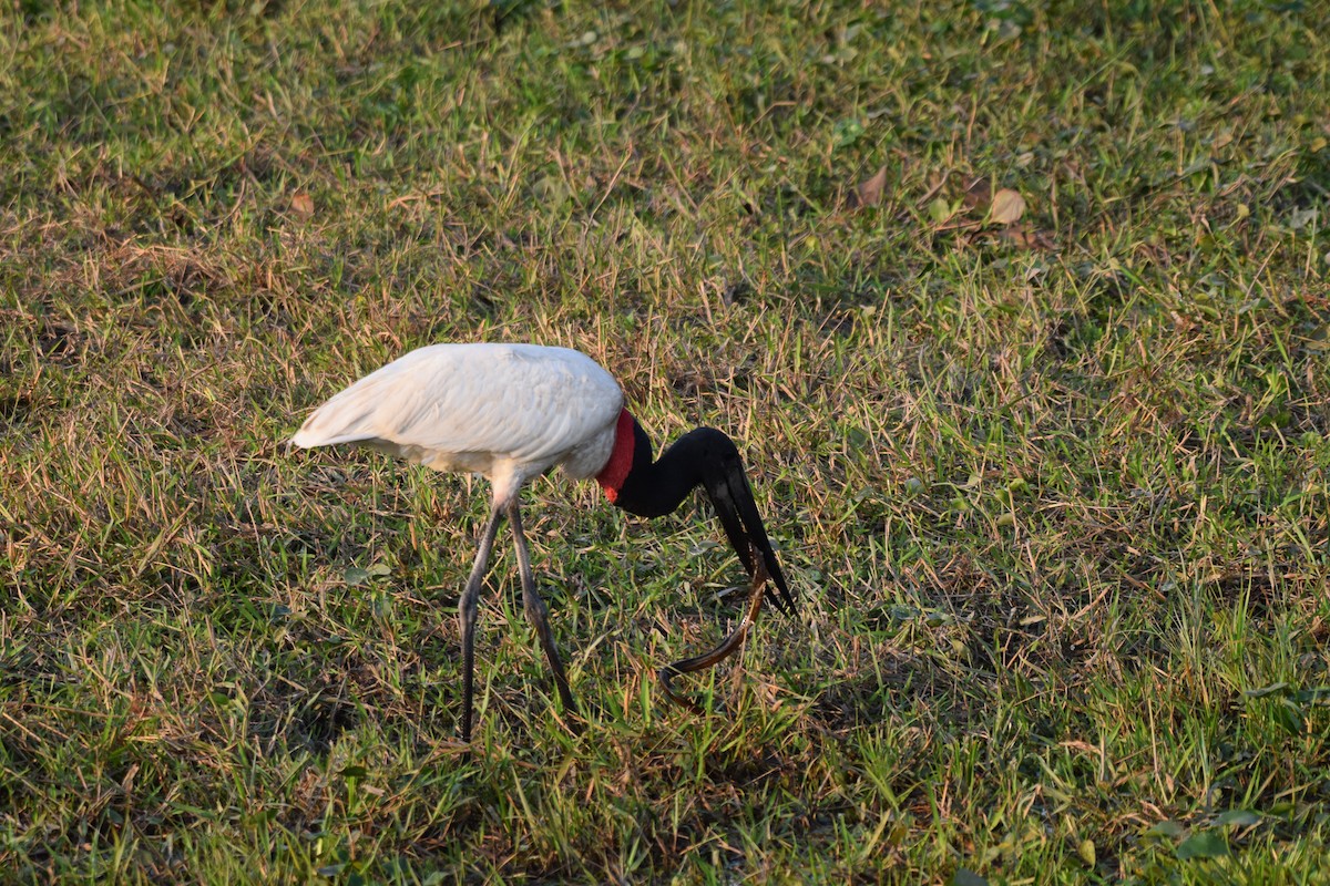 Jabiru - ML642877129