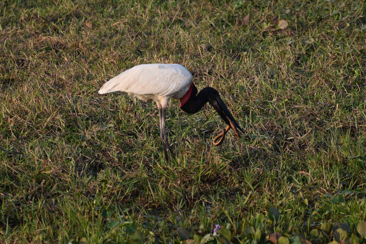 Jabiru - ML642877130