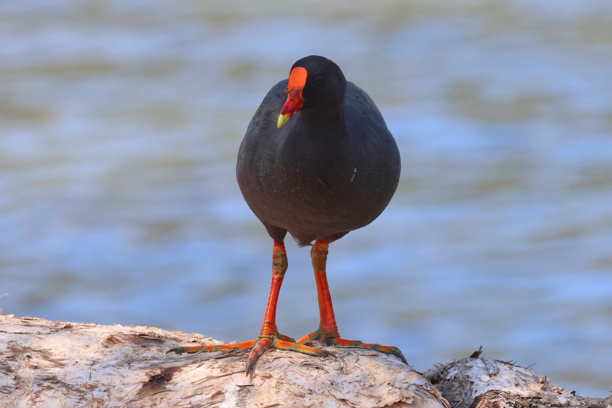 Dusky Moorhen - ML642877139