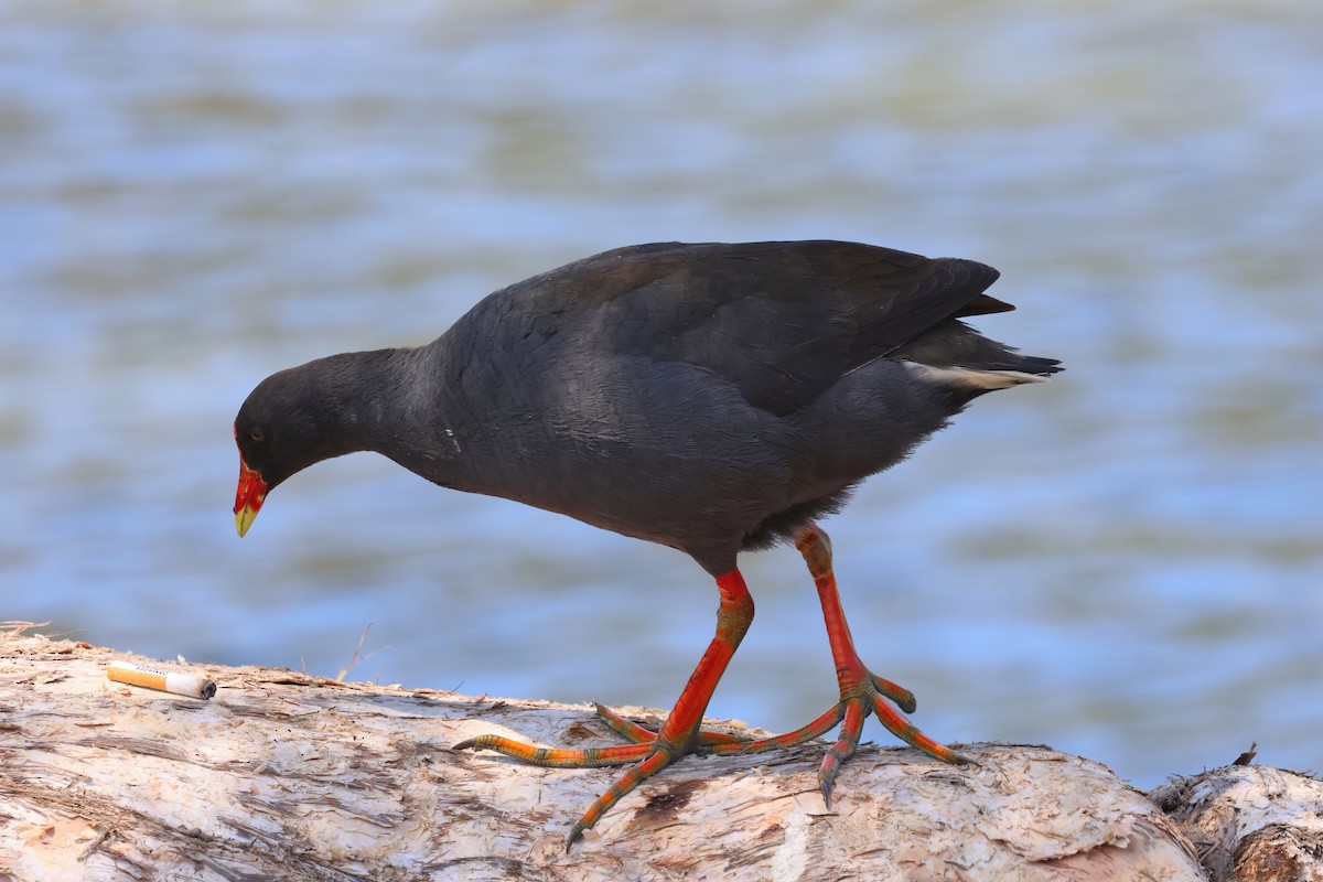Dusky Moorhen - ML642877142