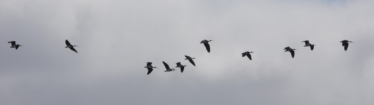 Straw-necked Ibis - ML642877144