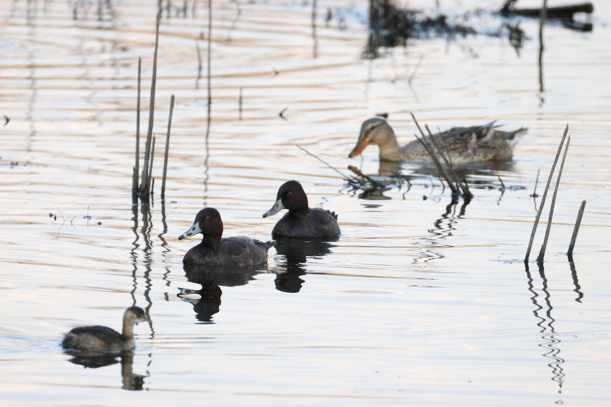 Mallard - ML642877145