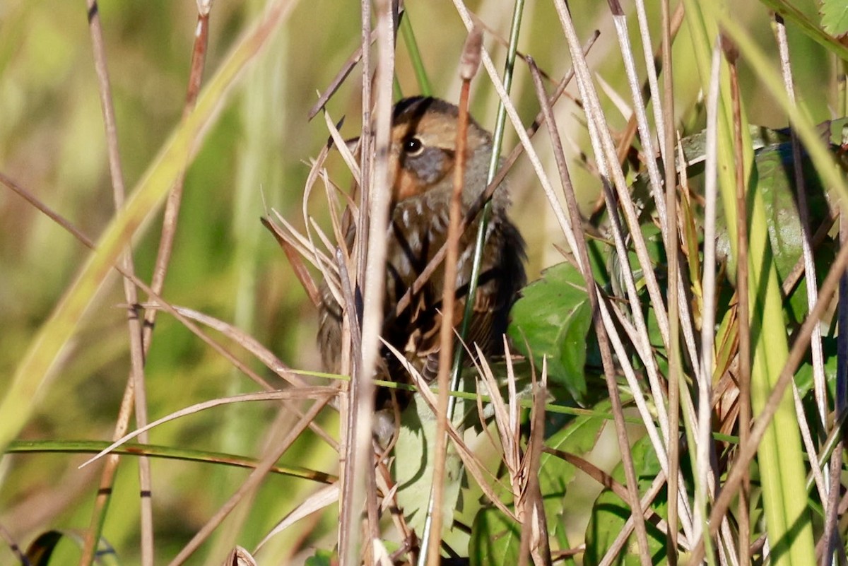 Nelson's Sparrow - ML642877157