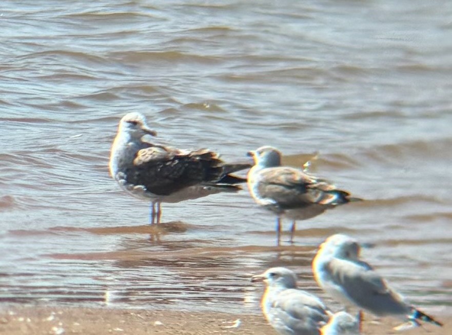 Lesser Black-backed Gull - ML642877158