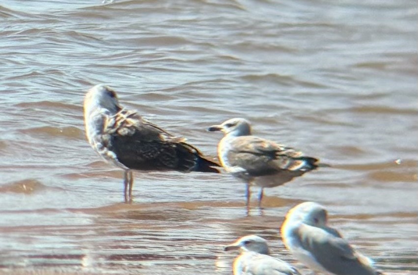 Lesser Black-backed Gull - ML642877159