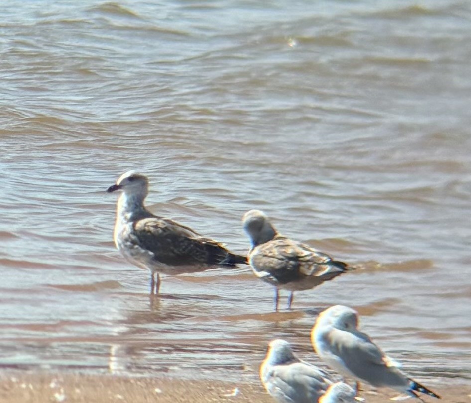 Lesser Black-backed Gull - ML642877160