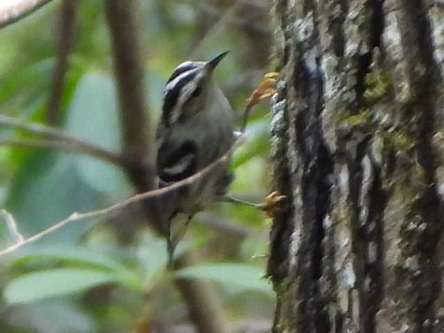 Black-and-white Warbler - ML642877164