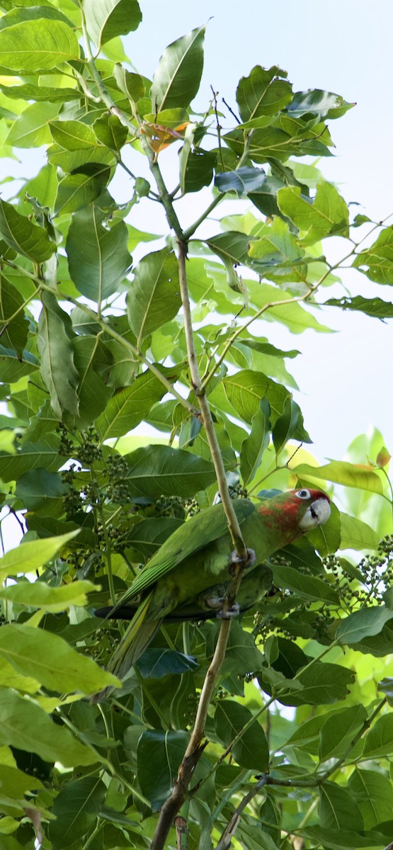 Mitred Parakeet - ML642877169