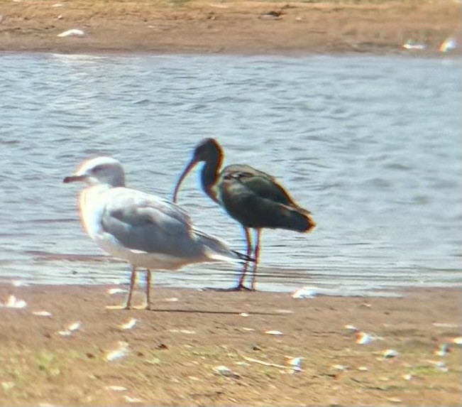 White-faced Ibis - ML642877171