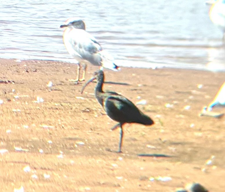 White-faced Ibis - ML642877172