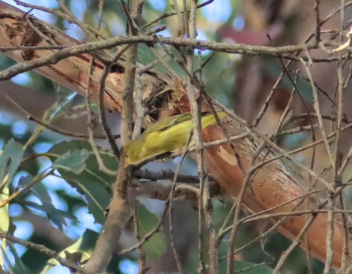 lesňáček zlatotemenný - ML642877186