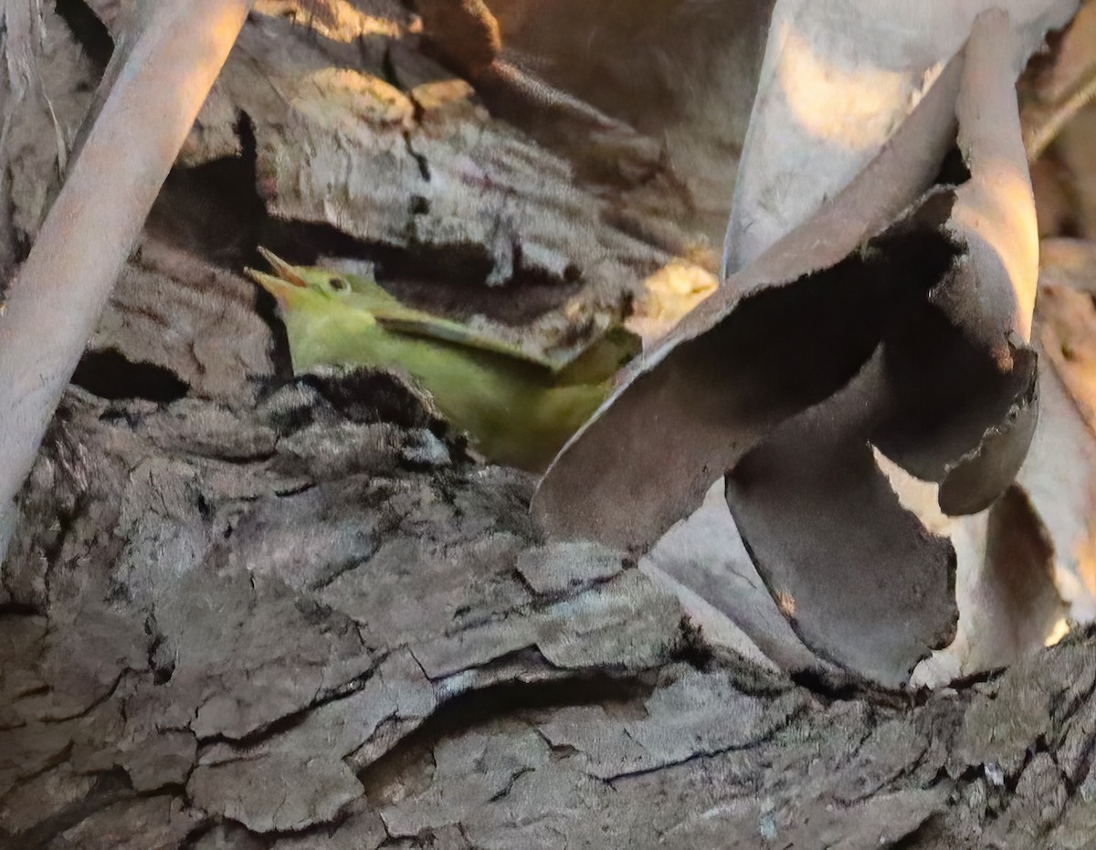 lesňáček zlatotemenný - ML642877193