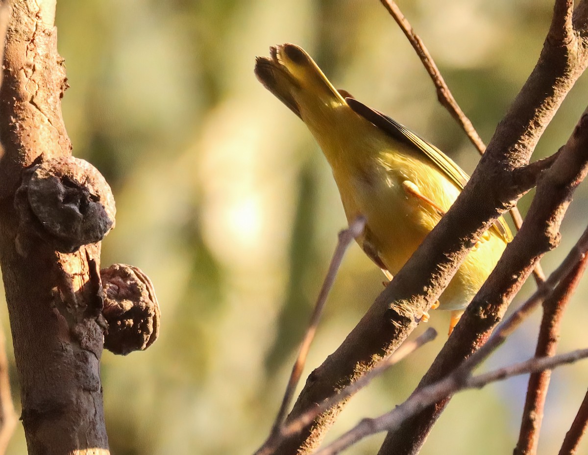 lesňáček zlatotemenný - ML642877194