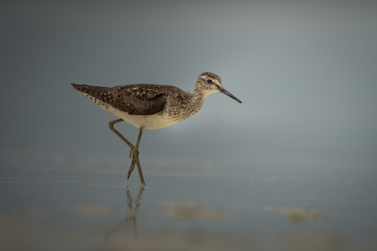 Orman Düdükçünü - ML642877208