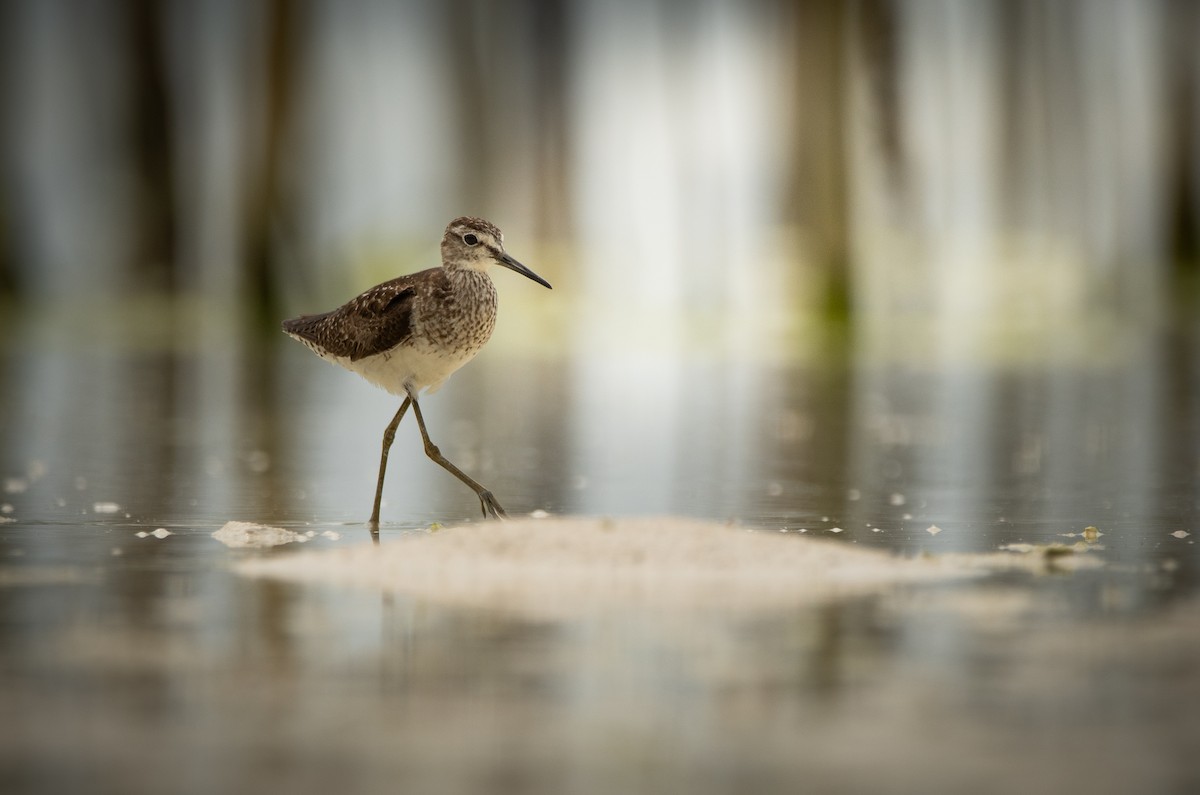 Orman Düdükçünü - ML642877211