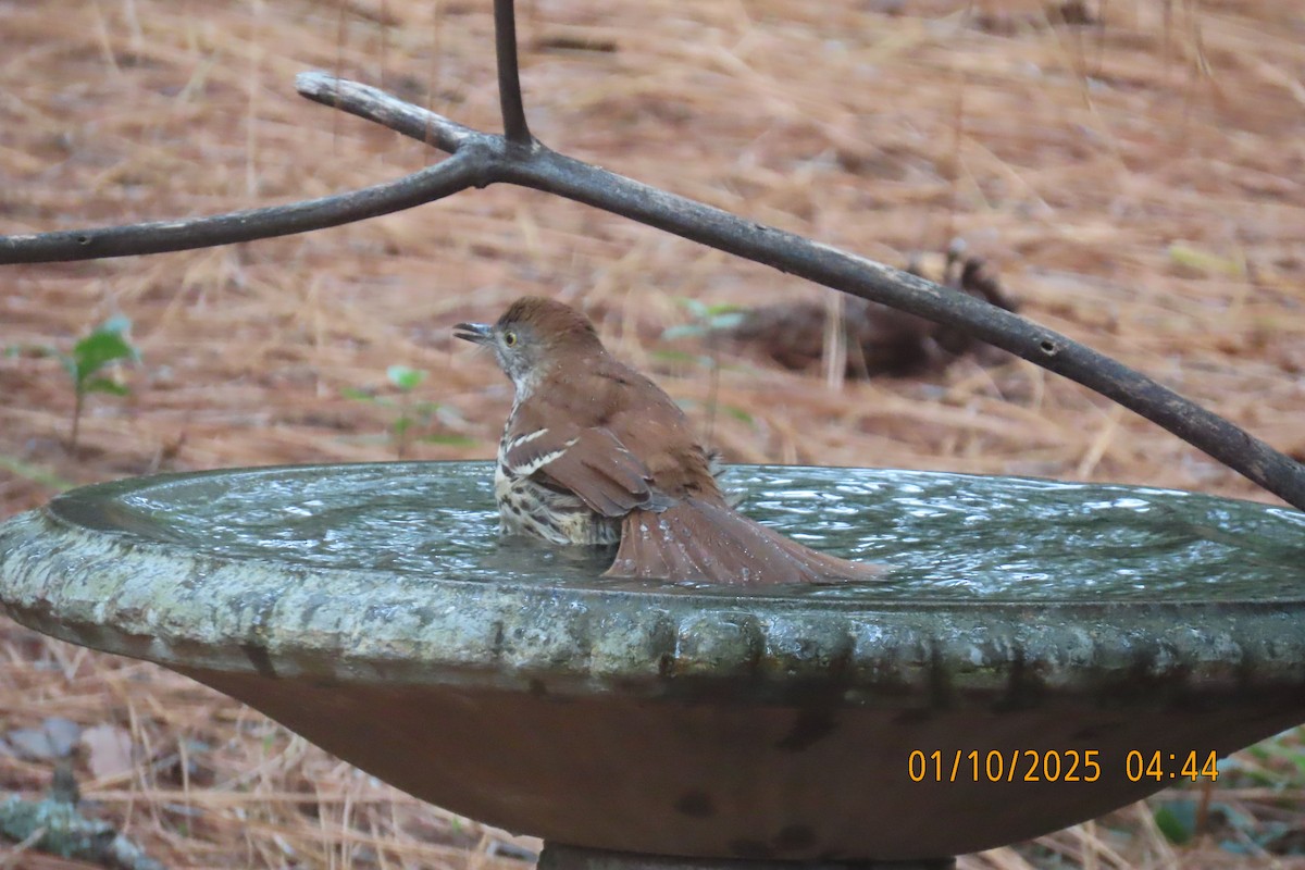 Brown Thrasher - ML642877215
