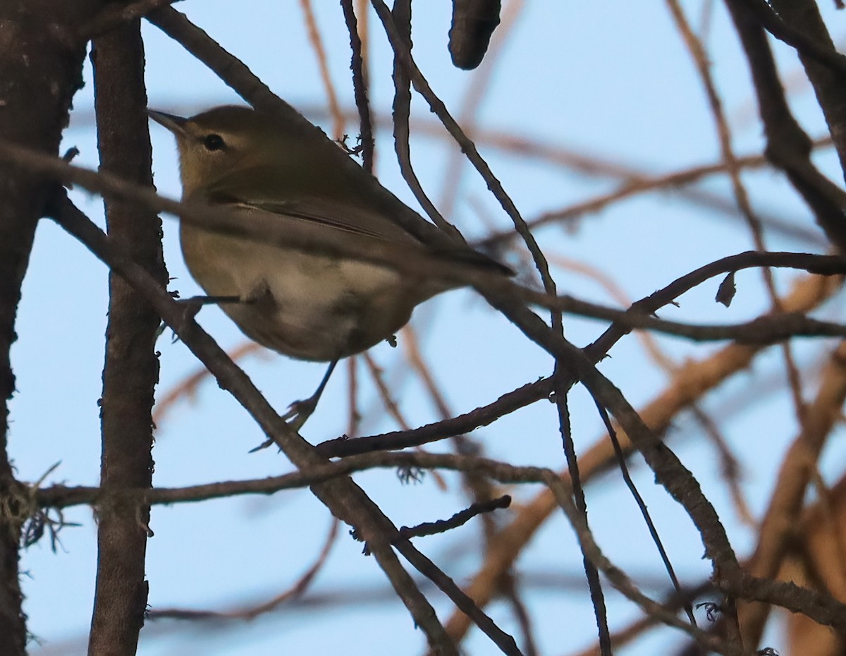 lesňáček olivový - ML642877223