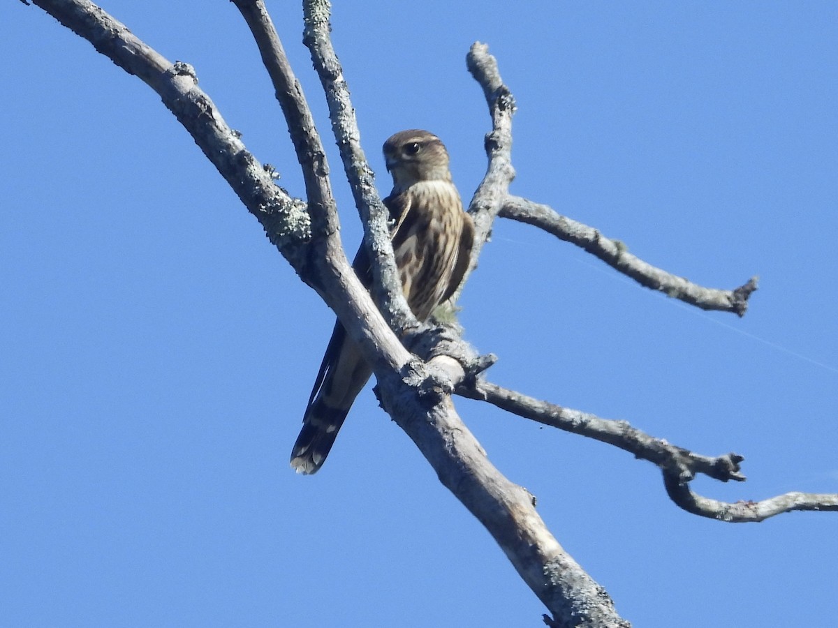 Merlin - ML642877224