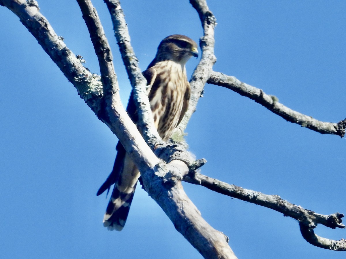 Merlin - ML642877225