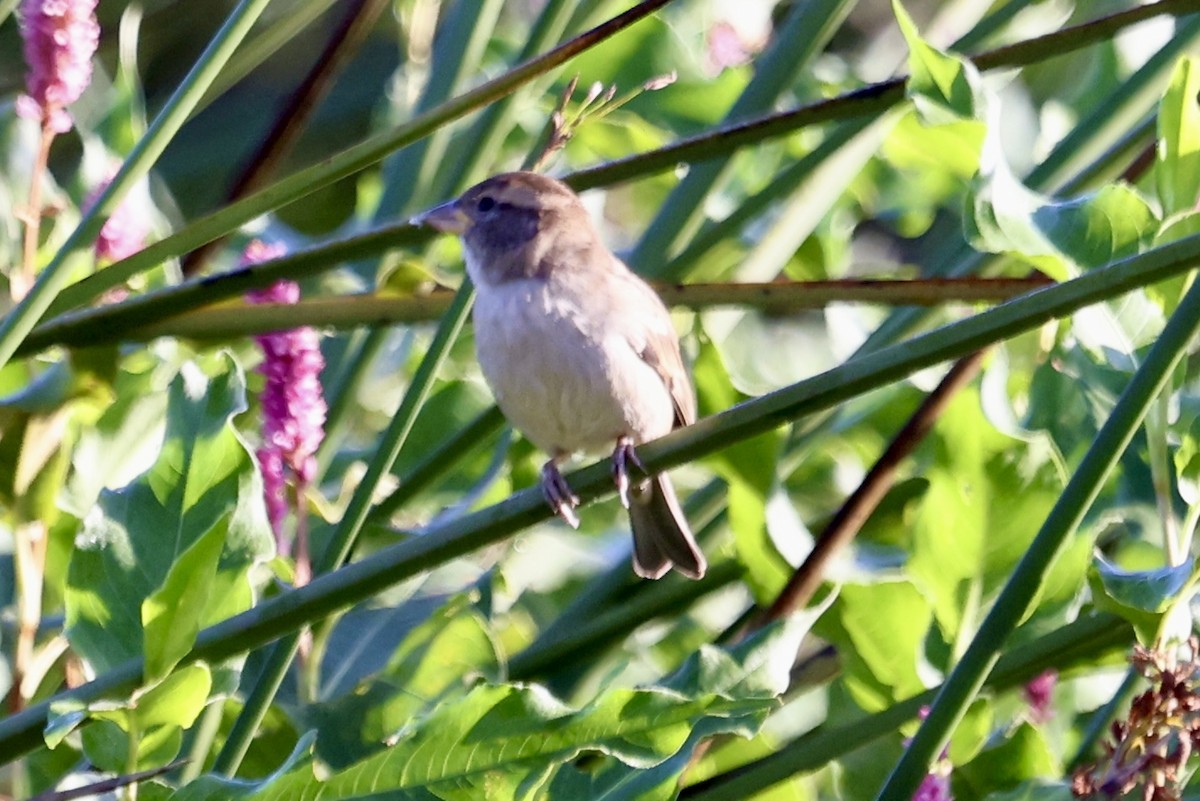 Scaly-breasted Munia - ML642877232