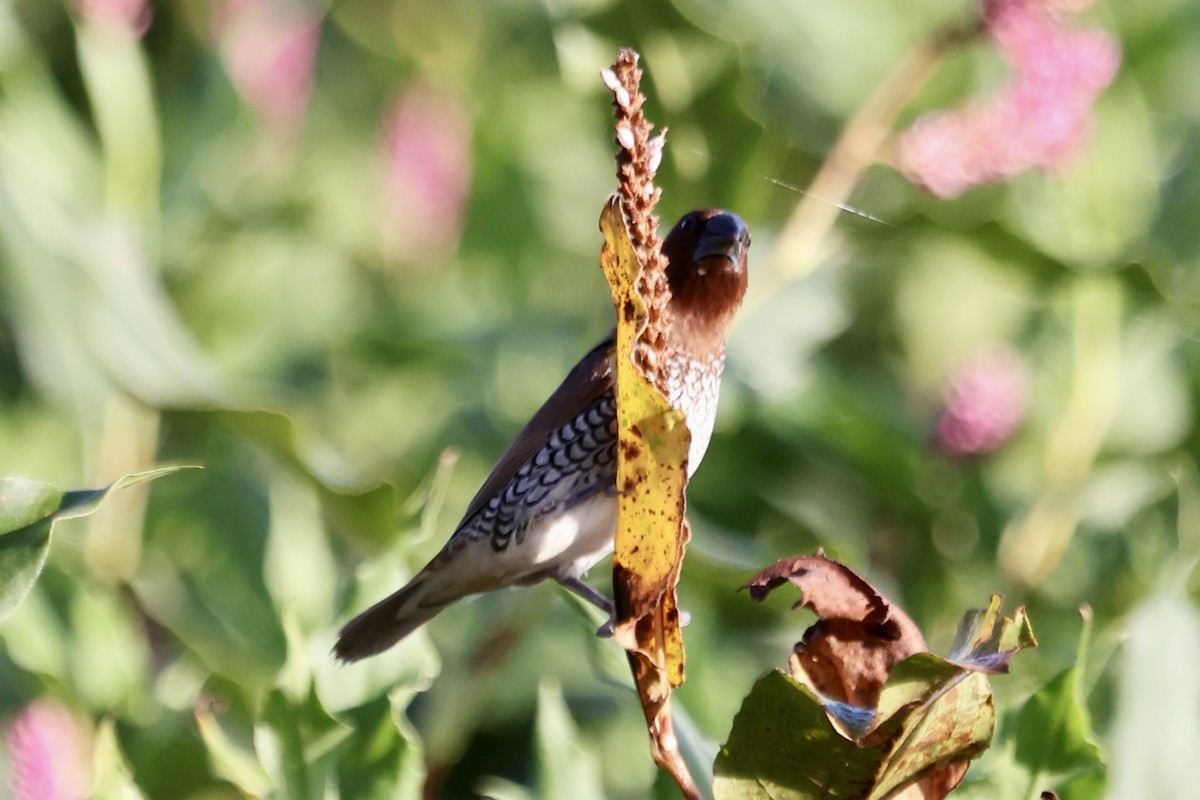 Scaly-breasted Munia - ML642877233