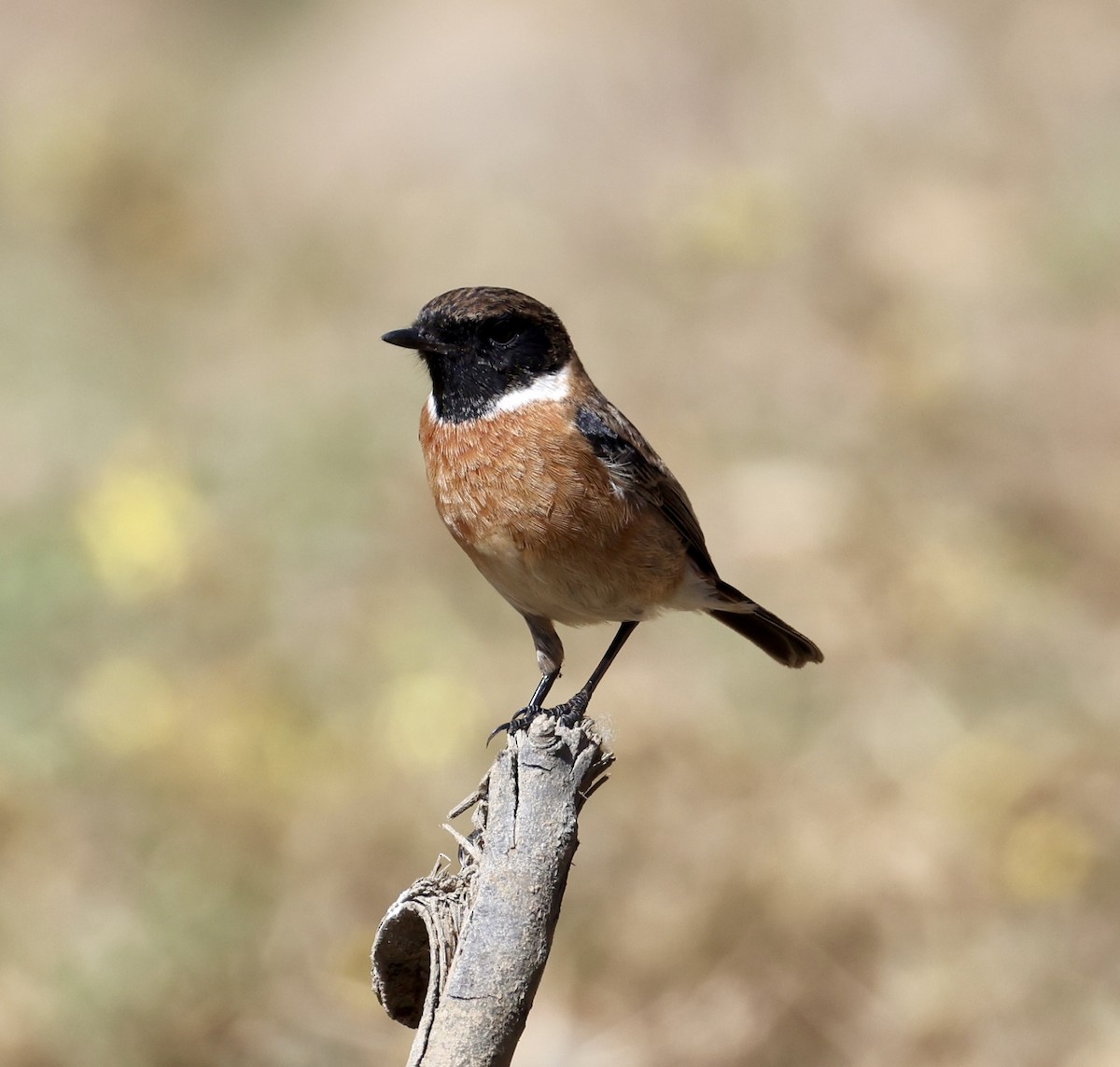 Tarabilla Europea - ML642877238