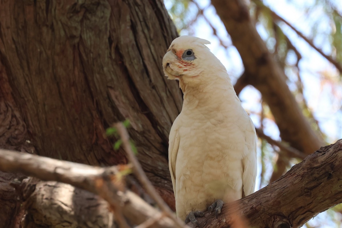 Cacatúa Sanguínea - ML642877240