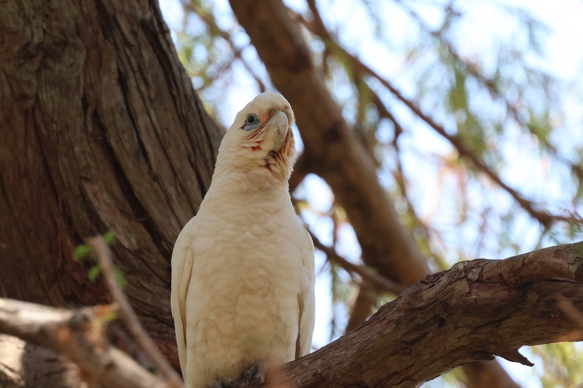 Cacatúa Sanguínea - ML642877241