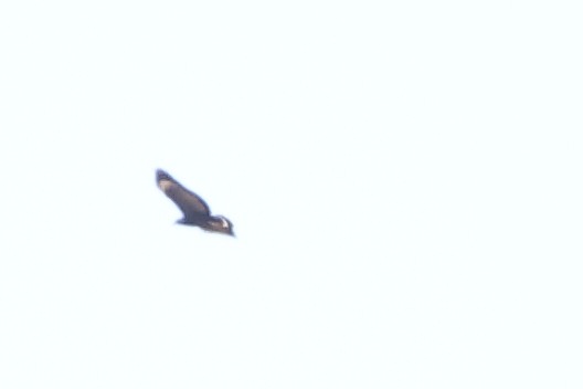 Common Black Hawk - ML642877245